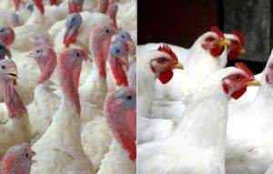 Poultry companies founder